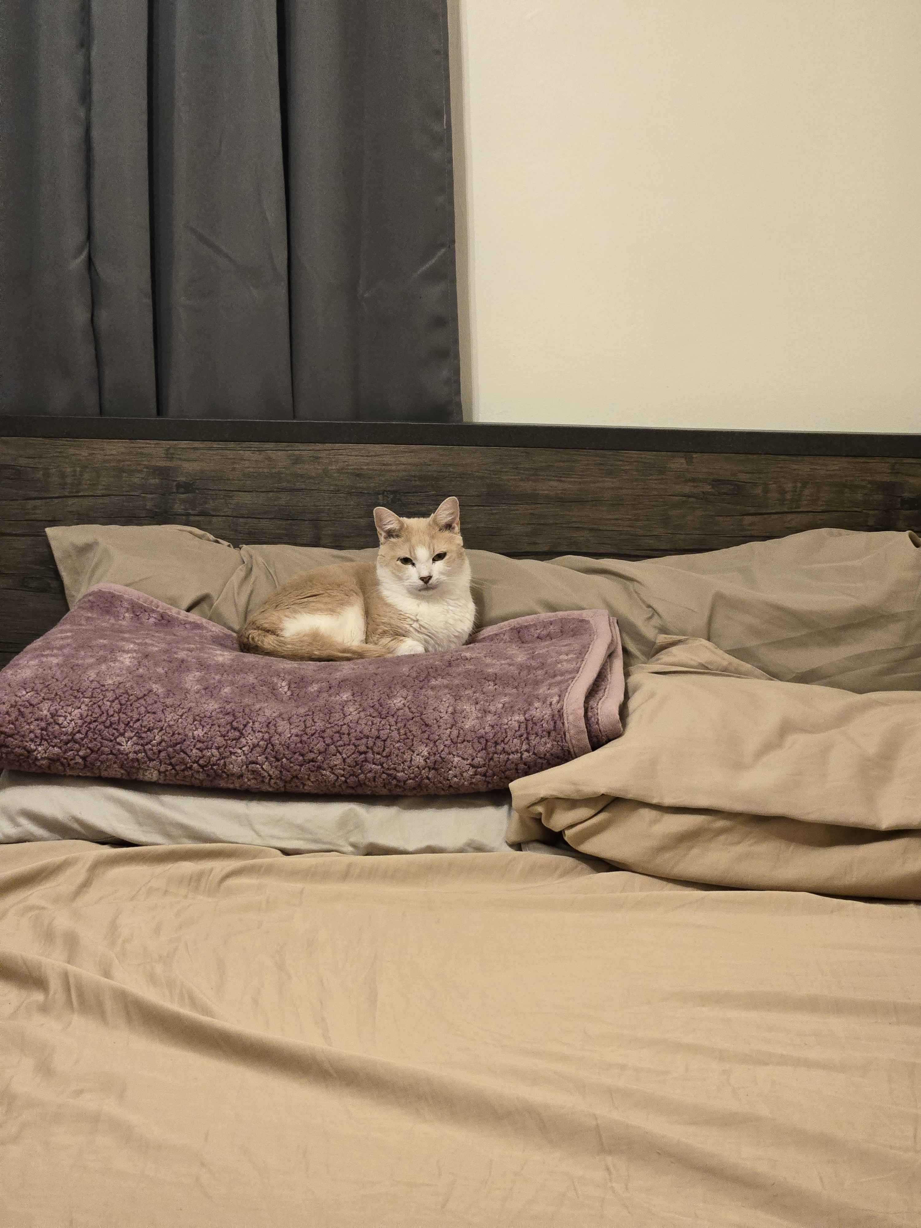 small orange and white cat