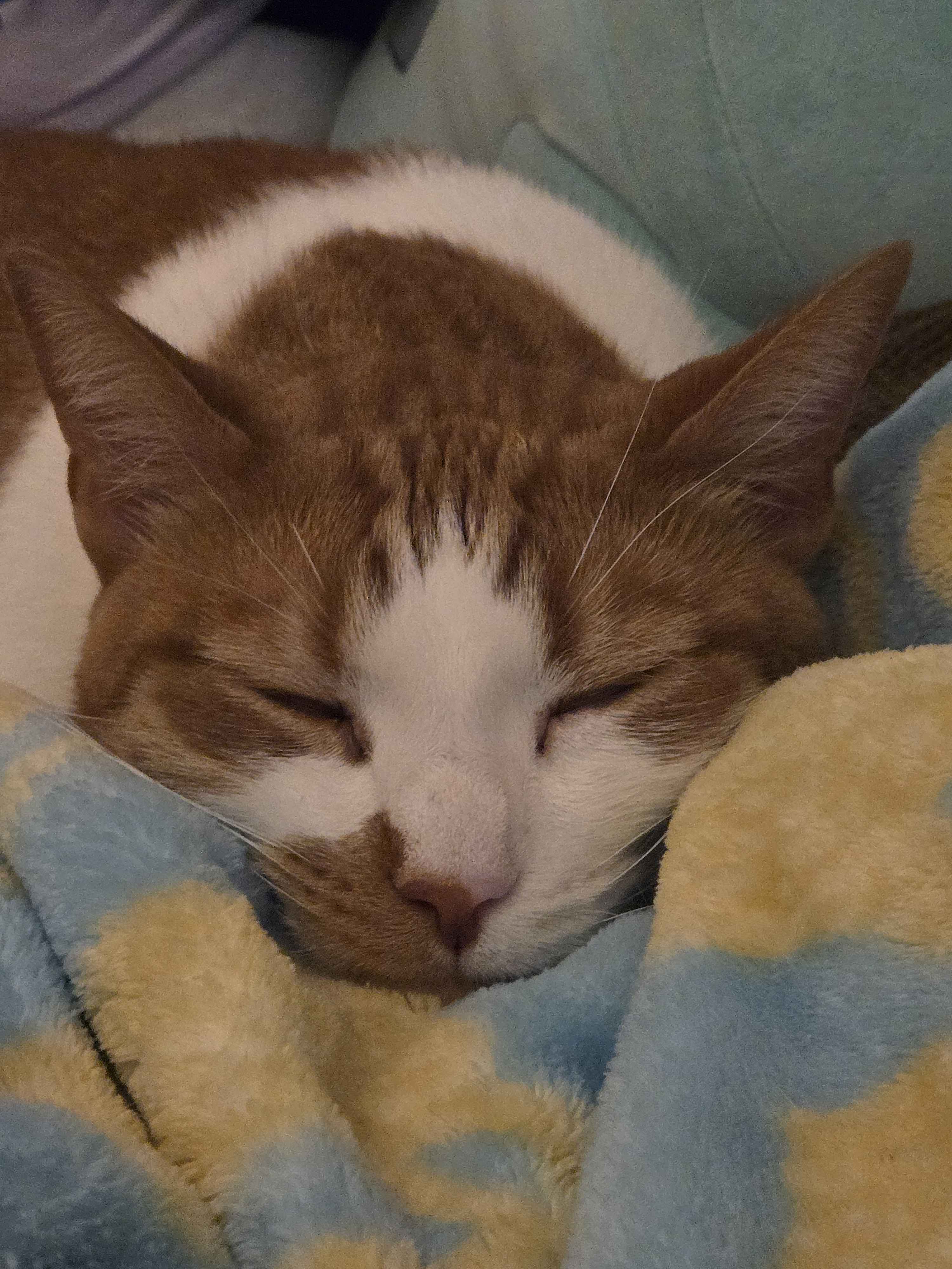 big orange and white cat